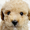 トイプードルのクリームの男の子（2026年2月21日生まれ）
