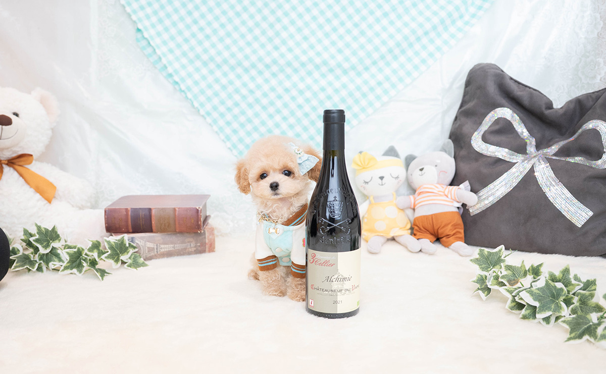 トイプードルのクリームの男の子｜2026年1月19日生まれ｜No.11165｜画像2枚目