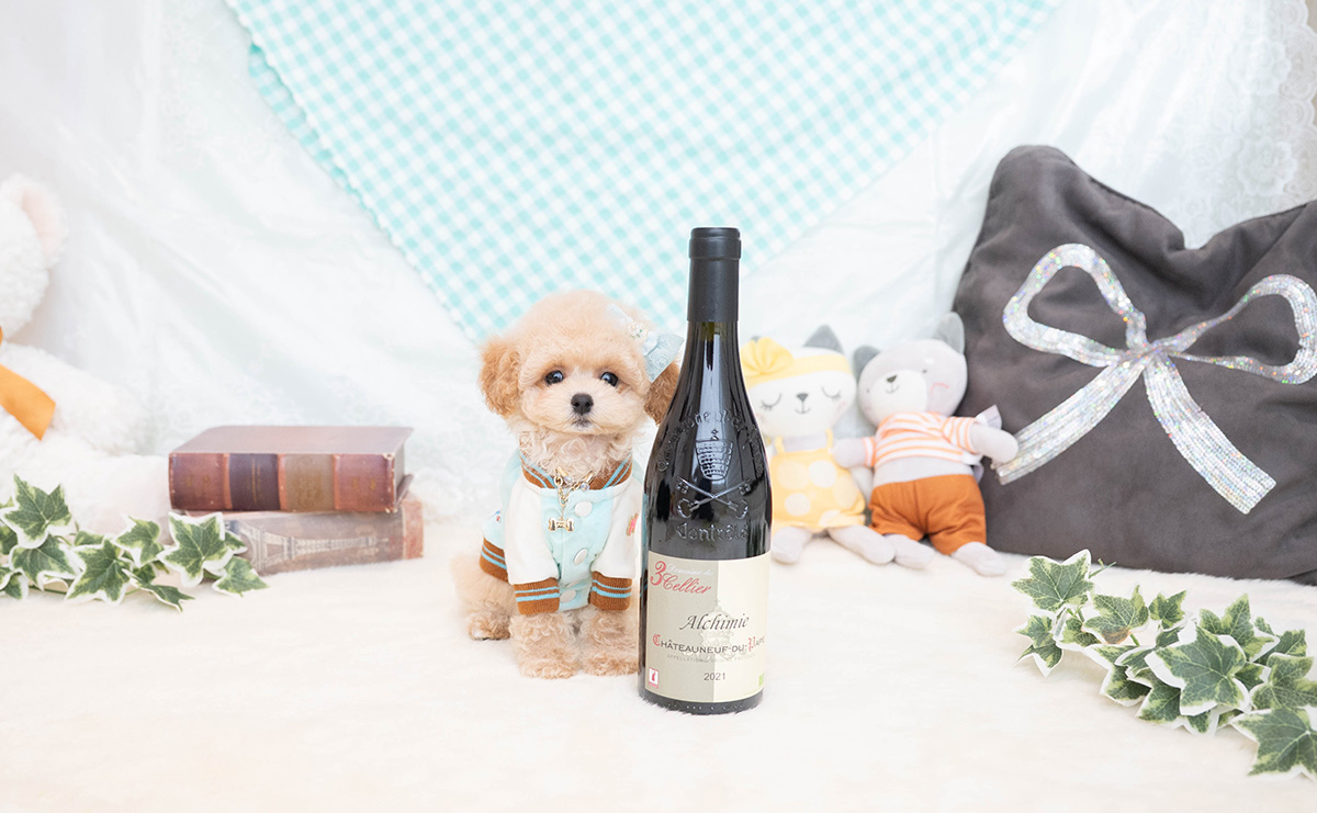 トイプードルのクリームの男の子｜2026年1月19日生まれ｜No.11165｜画像3枚目