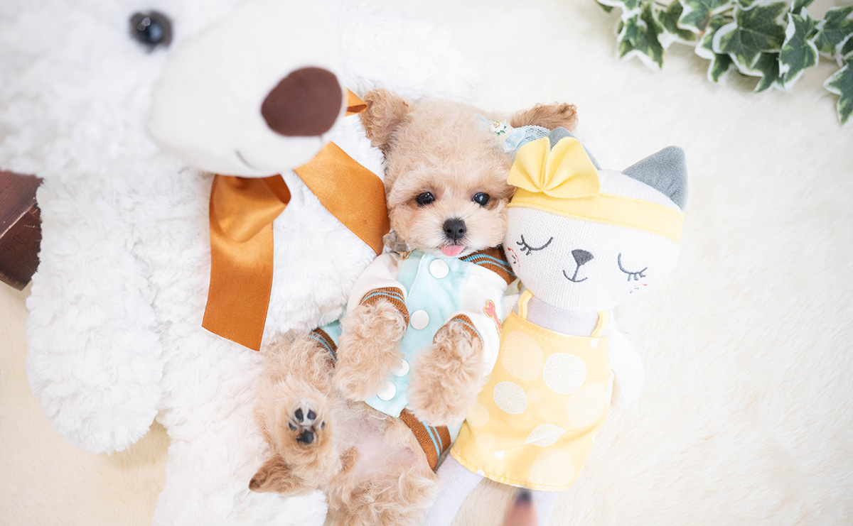 トイプードルのクリームの男の子｜2026年1月19日生まれ｜No.11165｜画像1枚目