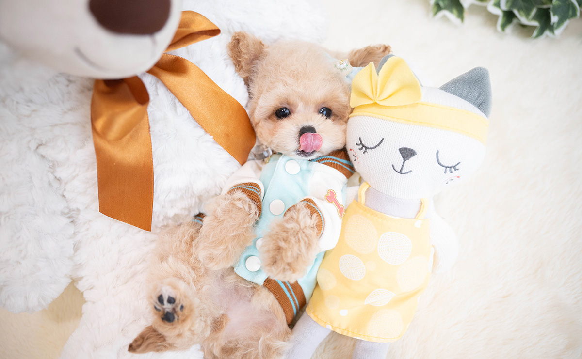 トイプードルのクリームの男の子｜2026年1月19日生まれ｜No.11165｜画像0枚目