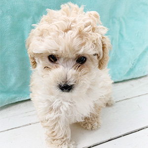 トイプードルのクリームの男の子｜2026年2月20日生まれ｜No.11175｜画像0枚目