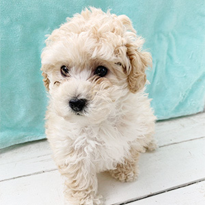 トイプードルのクリームの男の子｜2026年2月20日生まれ｜No.11175｜画像1枚目