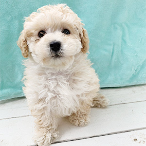トイプードルのクリームの男の子｜2026年2月20日生まれ｜No.11175｜画像2枚目