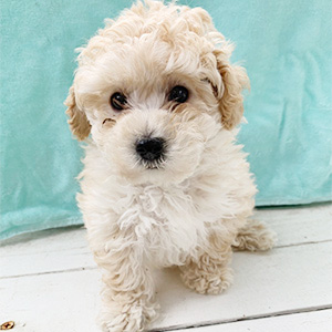 トイプードルのクリームの男の子｜2026年2月20日生まれ｜No.11175｜画像3枚目