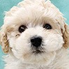 トイプードルのクリームの男の子(2026年2月20日生まれ)