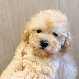 タイニープードルのクリームの女の子｜2026年2月20日生まれ｜No.11189｜画像0枚目