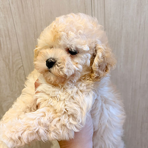 タイニープードルのクリームの女の子｜2026年2月20日生まれ｜No.11189｜画像1枚目