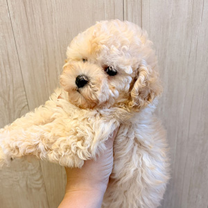 タイニープードルのクリームの女の子｜2026年2月20日生まれ｜No.11189｜画像3枚目