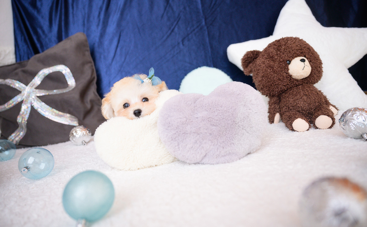 タイニープードルのクリームの男の子|2026年7月4日生まれ|No.11396|画像5枚目