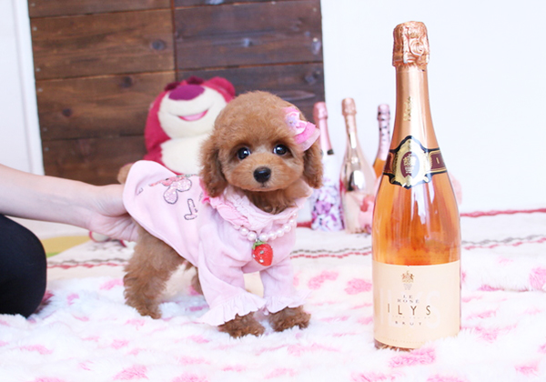 トイプードルのレッドの女の子|2018年2月14日生まれ|No.06793|画像1枚目