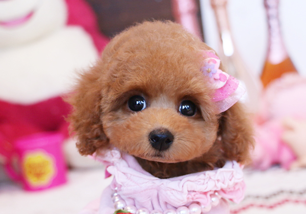 トイプードルのレッドの女の子|2018年2月14日生まれ|No.06793|画像2枚目