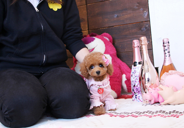 トイプードルのレッドの女の子｜2018年2月14日生まれ｜No.06793｜画像3枚目