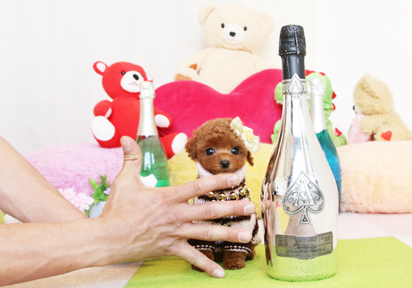 トイプードルのレッドの女の子|2018年12月25日生まれ|No.07418|画像0枚目