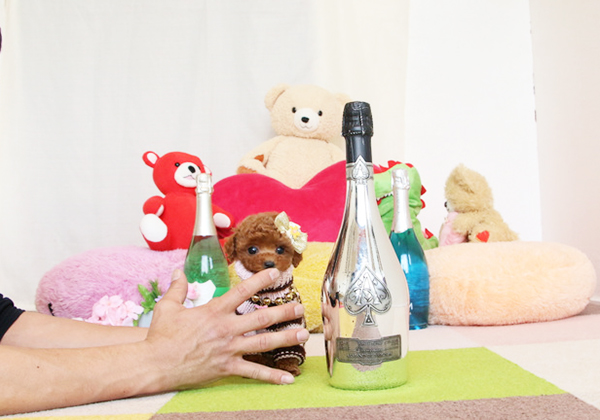 トイプードルのレッドの女の子|2018年12月25日生まれ|No.07418|画像1枚目