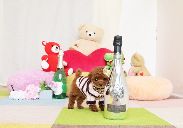 トイプードルのレッドの女の子|2018年12月25日生まれ|No.07418|画像2枚目