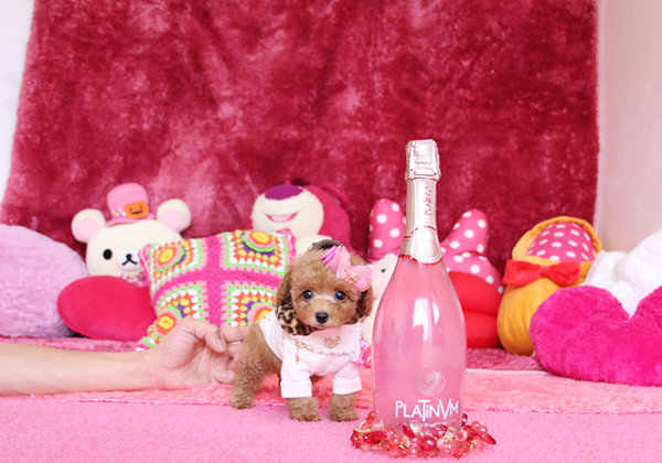 トイプードルのレッドの女の子|2019年1月7日生まれ|No.07449|画像2枚目