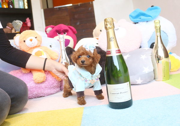 トイプードルのレッドの男の子｜2019年5月4日生まれ｜No.07626｜画像2枚目
