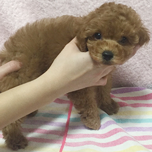 トイプードル、レッドの女の子。整ったルックスの持ち主です！ | NO.09652 3枚目