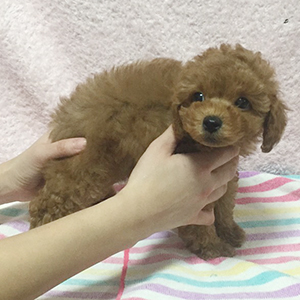 トイプードル、レッドの女の子。整ったルックスの持ち主です！ | NO.09652 1枚目