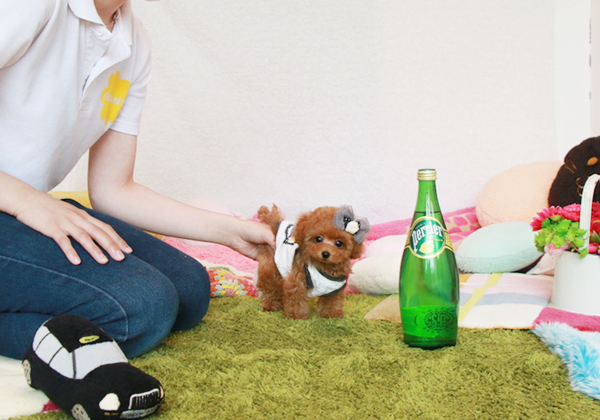 トイプードルのレッドの男の子｜2021年4月29日生まれ｜No.08783｜画像2枚目