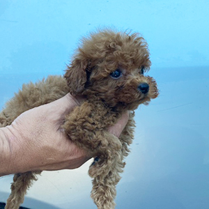 トイプードル レッドの男の子 まるまるのお目目がぬいぐるみ似 No 012