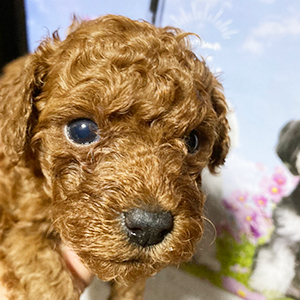 トイプードル レッドの男の子 長く伸びたお鼻が立派です No 025