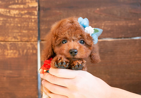 トイプードルの魅力がギュッと凝縮された子犬です！ | NO.09230 1枚目