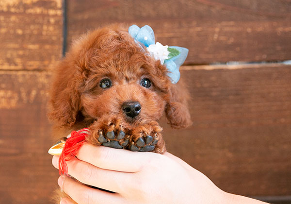 トイプードルの魅力がギュッと凝縮された子犬です！ | NO.09230 2枚目