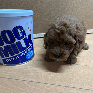 提携のブリーダーさんから、レッドの男の子！甘えん坊さんです！ | NO.09625 7枚目