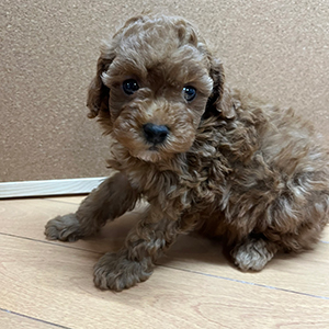 提携のブリーダーさんからご紹介！レッドの女の子、ミスカラーもチャームポイントです！ | NO.09624 4枚目