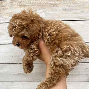 提携ブリーダーさんからのご紹介です。モフモフな毛量のレッドちゃん！ | NO.09673 5枚目