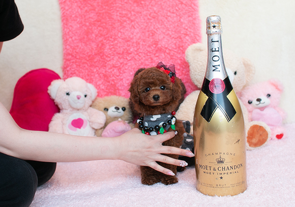 ムチムチ、コロコロ、ポインポイン、抱き心地最高のレッドちゃん！ | NO.09660 1枚目