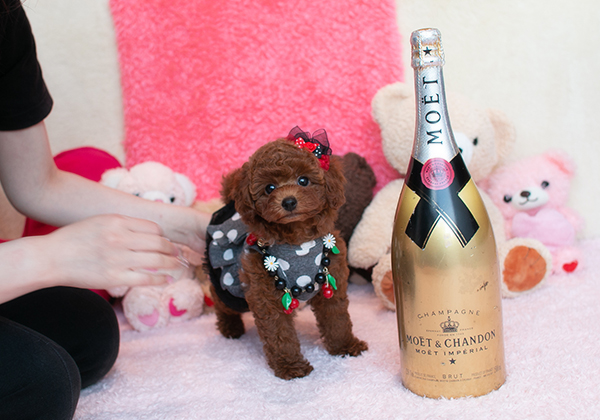 ムチムチ、コロコロ、ポインポイン、抱き心地最高のレッドちゃん！ | NO.09660 2枚目
