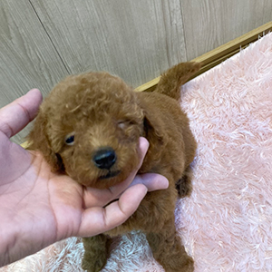 詰まっているむちむちボディが愛くるしさ満点のレッドくんです。 | NO.09691 1枚目