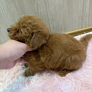 詰まっているむちむちボディが愛くるしさ満点のレッドくんです。 | NO.09691 2枚目