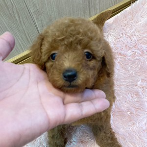 詰まっているむちむちボディが愛くるしさ満点のレッドくんです。 | NO.09691 3枚目