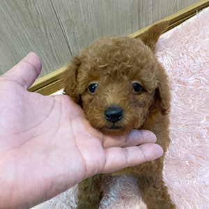 詰まっているむちむちボディが愛くるしさ満点のレッドくんです。 | NO.09691 4枚目