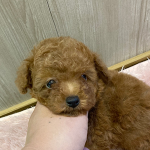 提携ブリーダーさんから、まんまるレッドちゃんをご紹介致します。 | NO.09692 1枚目