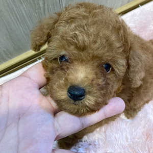 提携ブリーダーさんから、まんまるレッドちゃんをご紹介致します。 | NO.09692 2枚目