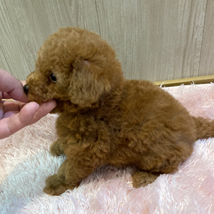 提携ブリーダーさんから、まんまるレッドちゃんをご紹介致します。 | NO.09692 3枚目