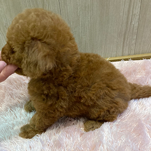 提携ブリーダーさんから、まんまるレッドちゃんをご紹介致します。 | NO.09692 4枚目