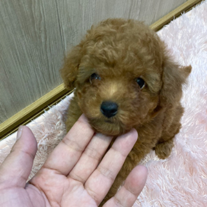 提携ブリーダーさんから、まんまるレッドちゃんをご紹介致します。 | NO.09692 5枚目