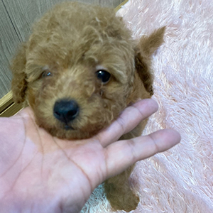 提携ブリーダーさんから、三人兄弟の弟君元気いっぱいレッドくんをご紹介です。 | NO.09700 1枚目