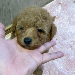 提携ブリーダーさんから、三人兄弟の弟君元気いっぱいレッドくんをご紹介です。 | NO.09700 2枚目