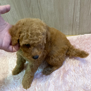 提携ブリーダーさんから、三人兄弟の弟君元気いっぱいレッドくんをご紹介です。 | NO.09700 3枚目
