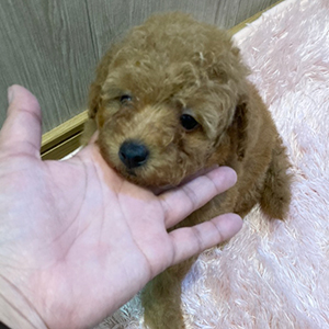 提携ブリーダーさんから、三人兄弟の弟君元気いっぱいレッドくんをご紹介です。 | NO.09700 5枚目