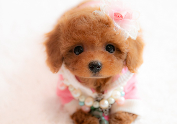 愛くるしさ満点のレッドちゃん＾＾性格も良しお顔の可愛さは満点です！ | NO.09709 1枚目