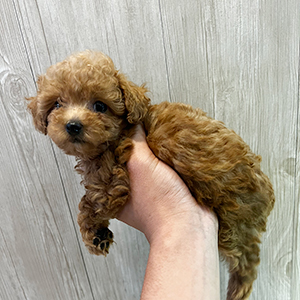 提携ブリーダーさんからのご紹介です。ウルウルなお目目に釘付けです | NO.09754 1枚目