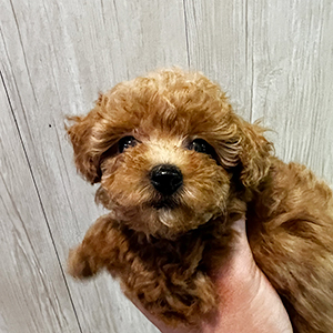 提携ブリーダーさんからのご紹介です。ウルウルなお目目に釘付けです | NO.09754 5枚目